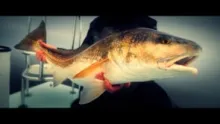 Video thumb for Foggy Bayou, FL