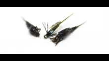 Video thumb for The Jedi Master Baetis