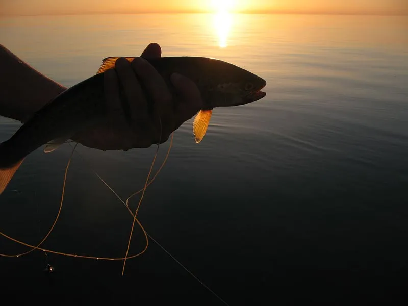 Fish de jour - A nice sea trout in the smooth water